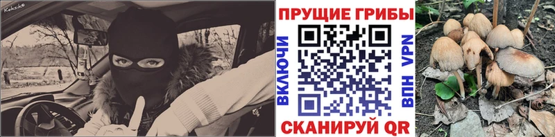 Псилоцибиновые грибы Psilocybe Десногорск